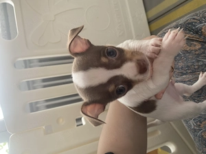 Chihuahua Welpe Rüde 