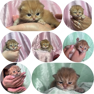 Bkh Blh Kitten suchen ein Liebevolles Zuhause 