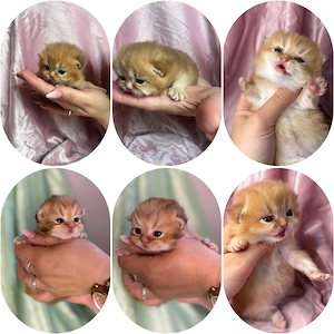 Bkh Blh Kitten suchen ein Liebevolles Zuhause  Bild 2