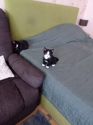 2 süße Kater suchen ein neues Zuhause