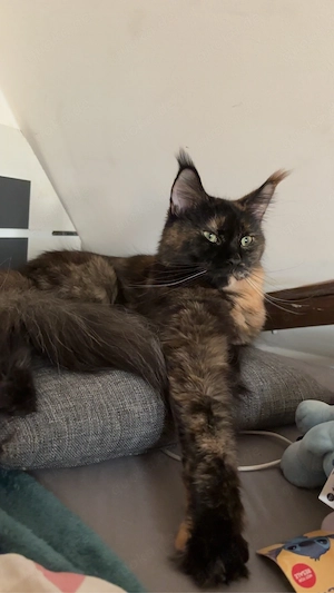 Reinrassige Maine Coon Kitten (Wurfankündigung)