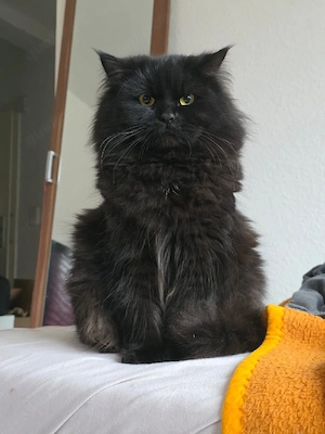     Exklusive Gelegenheit für Katzenliebhaber!    