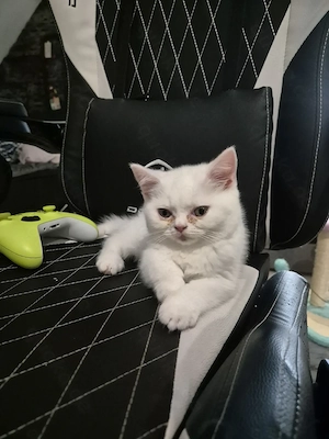 Bkh kitten geimpft und gechippt 