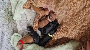 Toypudel Welpen suchen Familie 