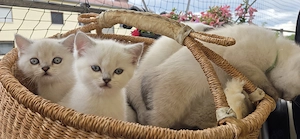 Britisch Kurzhaar Katzenbaby 