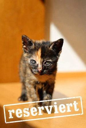 Liebevoll aufgezogene Kitten mit besonderer Fellzeichnung suchen ein schönes Zuhause