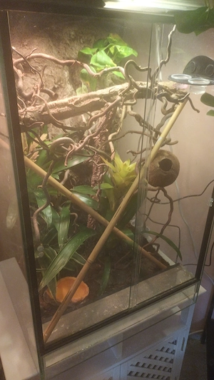 Großer Madagaskar Taggecko  ( Pärchen )