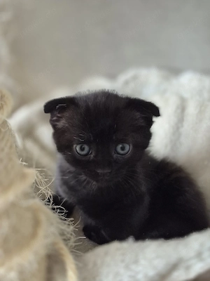   Katzenbabys  