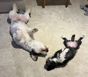 Günni, geb. ca. 12 2023, lebt auf einer Pflegestelle in 2672 Märel, Luxemburg  Bild 7
