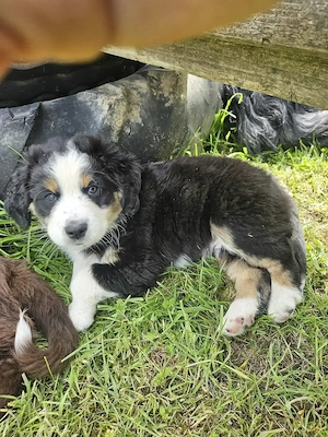 Australian Shepherd (Miniature) Welpen