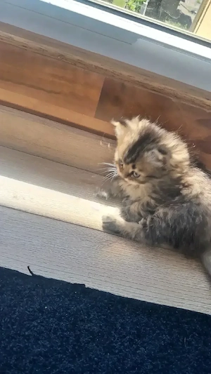 kater und katze zum verkaufen 