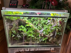 Regenwald Terrarium komplett mit Zubehör