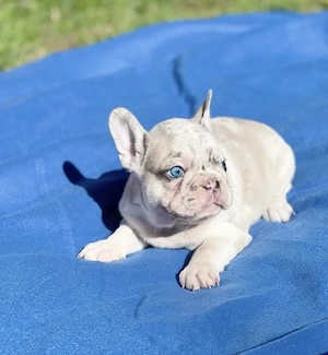 Premium Französische Bulldoggen Welpen mit Papieren  Bild 3