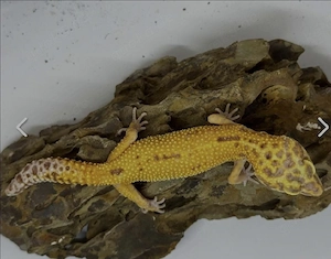Leoparden-Gecko