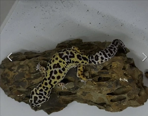 Leoparden-Gecko