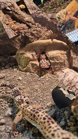 Leoparden-Geckos 
