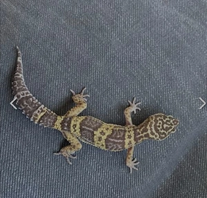 Leoparden-Geckos  Bild 4