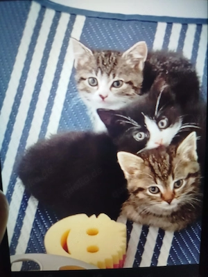 katzenkitten