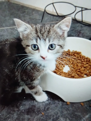 katzenkitten