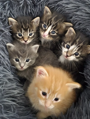 Maine Coon  Norweger Mixe