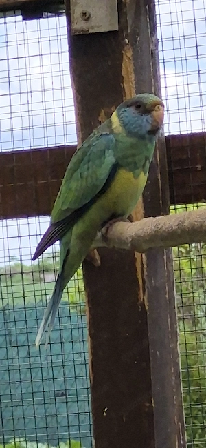 barnardsittiche 