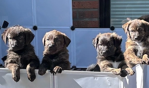 3 appenzeller welpen suchen ihr zuhause