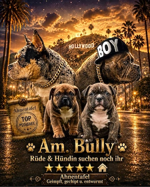 American Bully Welpen suchen noch ein Zuhause
