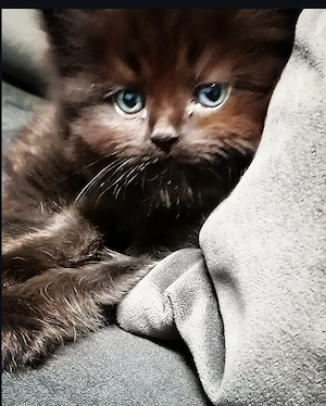 Wunderschöne Neva Masquarade  Blh Kitten 