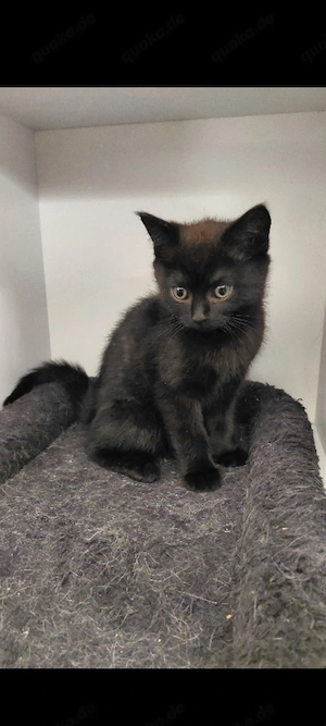 BKH EKH mix Kitten
