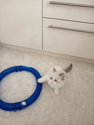 Kitten Ragdoll Reinrassige 