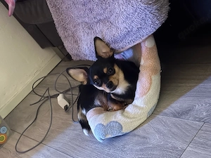 Chihuahua-Pinscher Rüde 1,6 Jahre alt
