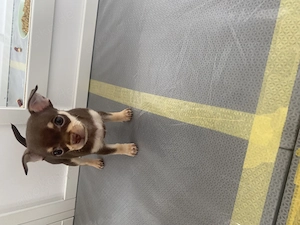 Chihuahua Welpe Hündin 