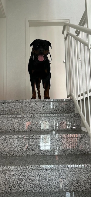 Deckrüde Balu sucht Hündin Bild 5
