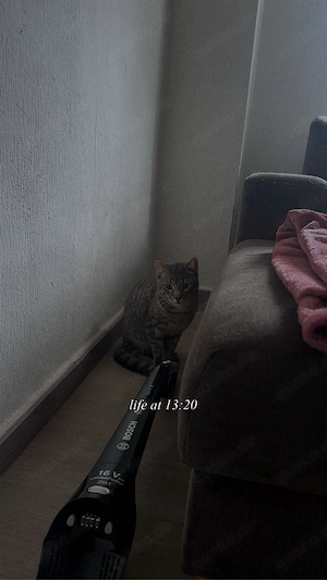 kater balou 