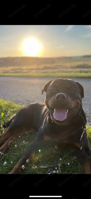 Deckrüde Balu sucht Hündin Bild 3