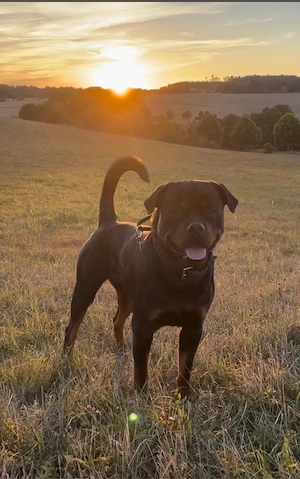 Deckrüde Balu sucht Hündin Bild 6