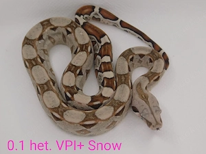 Boa imperator Jungtiere demnächst abzugeben! Kaiserboa Männchen und Weibchen! Bild 2