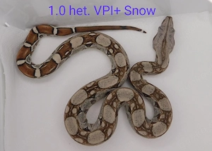 Boa imperator Jungtiere demnächst abzugeben! Kaiserboa Männchen und Weibchen!