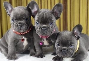 Französische Bulldoggen Welpen 