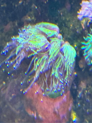 kleine Galaxea