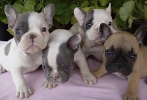 Premium Französische Bulldoggen Welpen mit Papieren  Bild 5