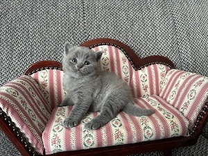 BKH Kitten