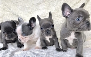 Premium Französische Bulldoggen Welpen mit Papieren  Bild 7