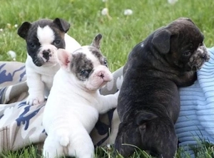 Premium Französische Bulldoggen Welpen mit Papieren  Bild 6