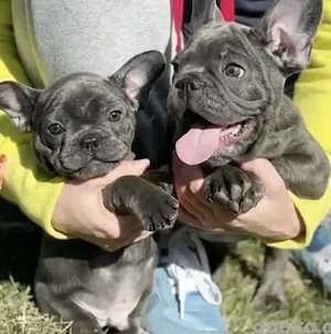 Premium Französische Bulldoggen Welpen mit Papieren  Bild 2