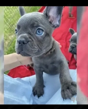 Premium Französische Bulldoggen Welpen mit Papieren 