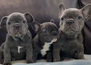 Premium Französische Bulldoggen Welpen mit Papieren  Bild 8