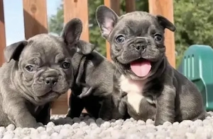 Premium Französische Bulldoggen Welpen mit Papieren  Bild 3