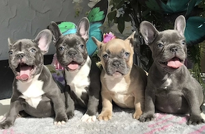 Französische Bulldoggen Welpen 