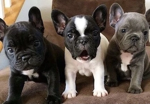 Premium Französische Bulldoggen Welpen mit Papieren  Bild 9